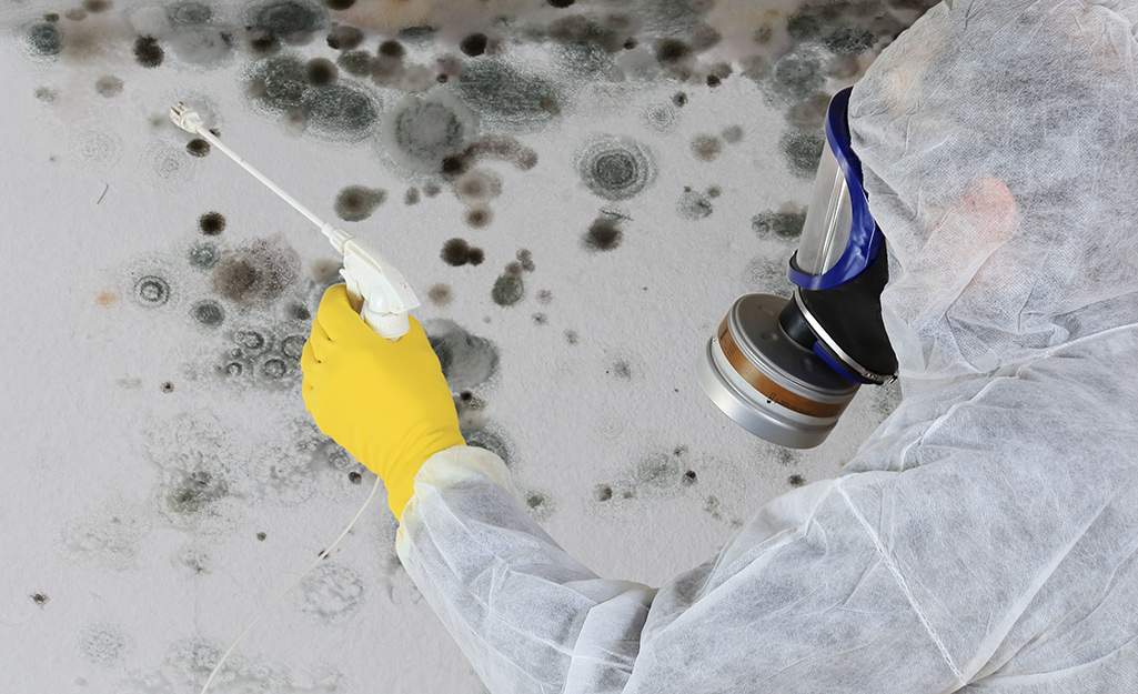 Deciphering the Mold Menace Choosing Mold Remediation Services Wisely